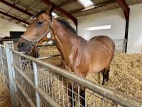 11. Tag – Tralee bis Newtownmountkennedy – Besuch auf dem Irischen Nationalgestüt