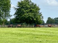 11. Tag – Tralee bis Newtownmountkennedy – Besuch auf dem Irischen Nationalgestüt