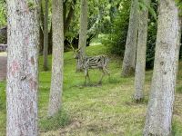 11. Tag – Tralee bis Newtownmountkennedy – Besuch auf dem Irischen Nationalgestüt