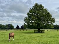 11. Tag – Tralee bis Newtownmountkennedy – Besuch auf dem Irischen Nationalgestüt