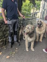 Irische Wolfshunde im Folk Park