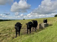 2. Tag – Dublin bis Letterkenny – Hill of Slane – Unser Empfangskomitee