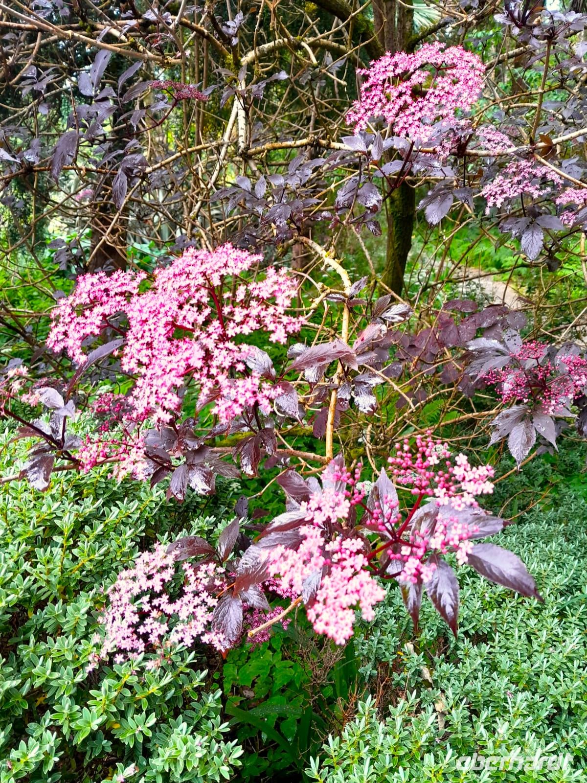 Tag 3 Glenveagh Castle Park 1.jpg