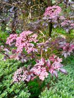 Tag 3 Glenveagh Castle Park 1.jpg