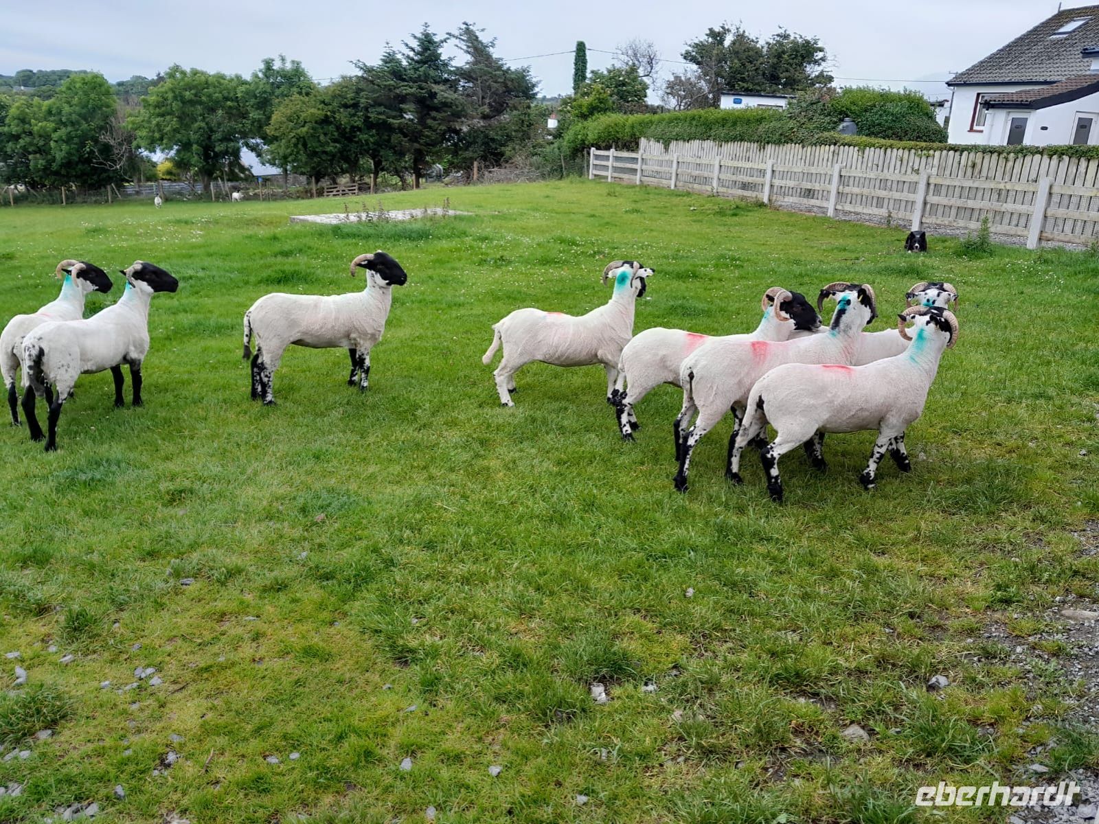 Tag 4 Grange Sheepdog Demonstration
