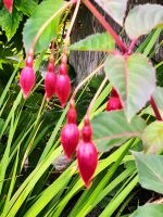 Tag 5 Fuchsien 2.jpg