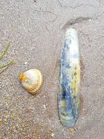 Tag 7 Dingle Rundfahrt Inch Beach.jpg