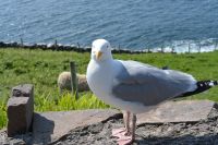 Tag 7 Dingle Slea Head Drive.JPG