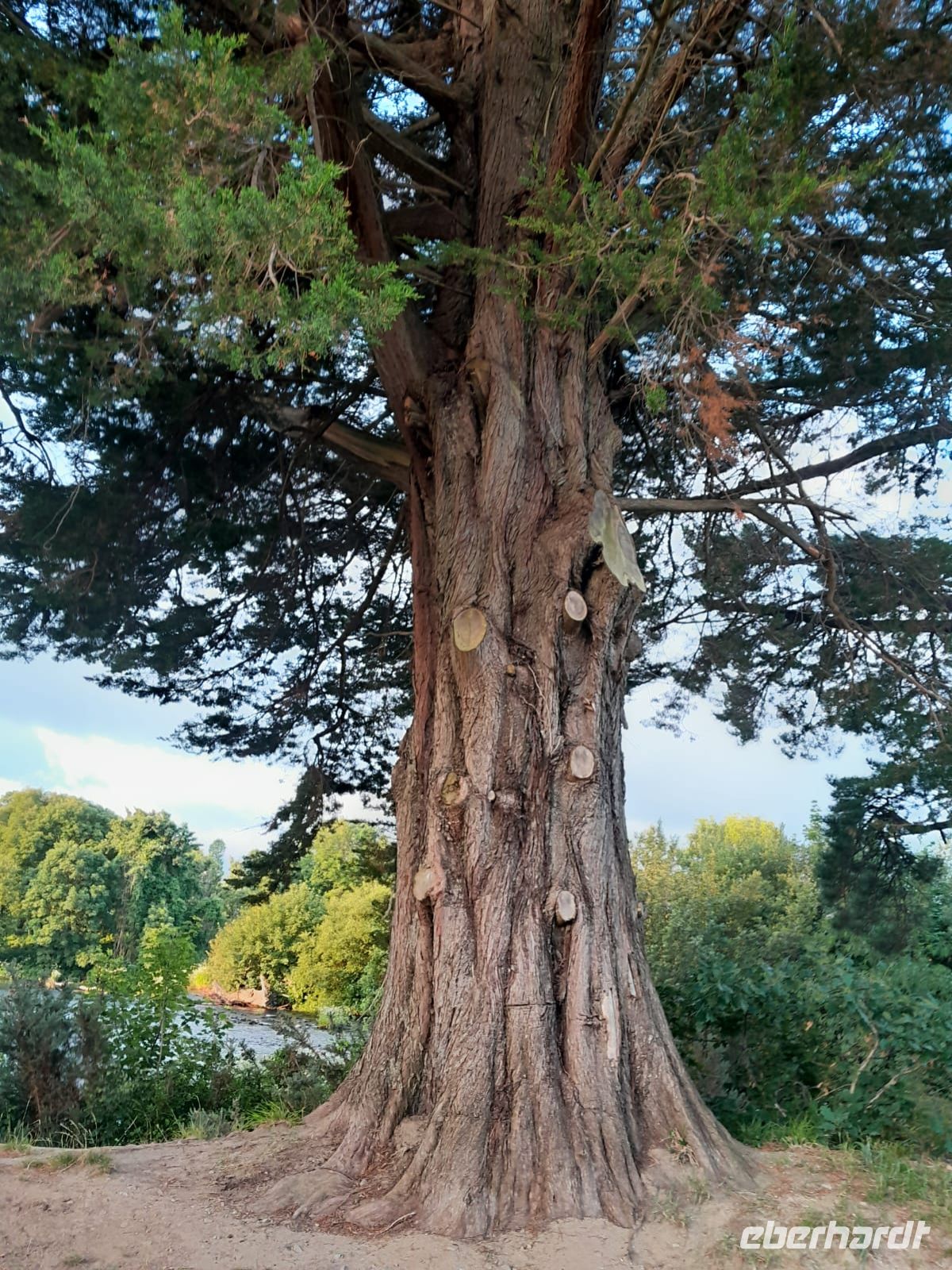 Tag 8 Killarney Kerry Tree.jpg