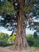 Tag 8 Killarney Kerry Tree.jpg