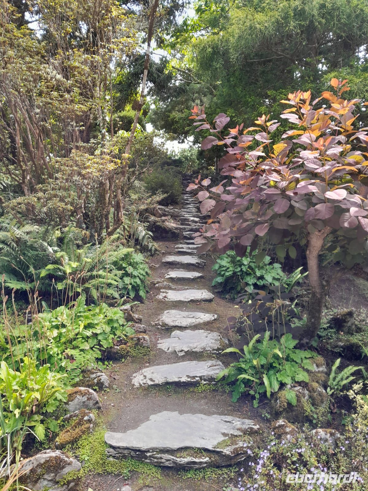 Tag 8 Muckross Gardens 6.jpg