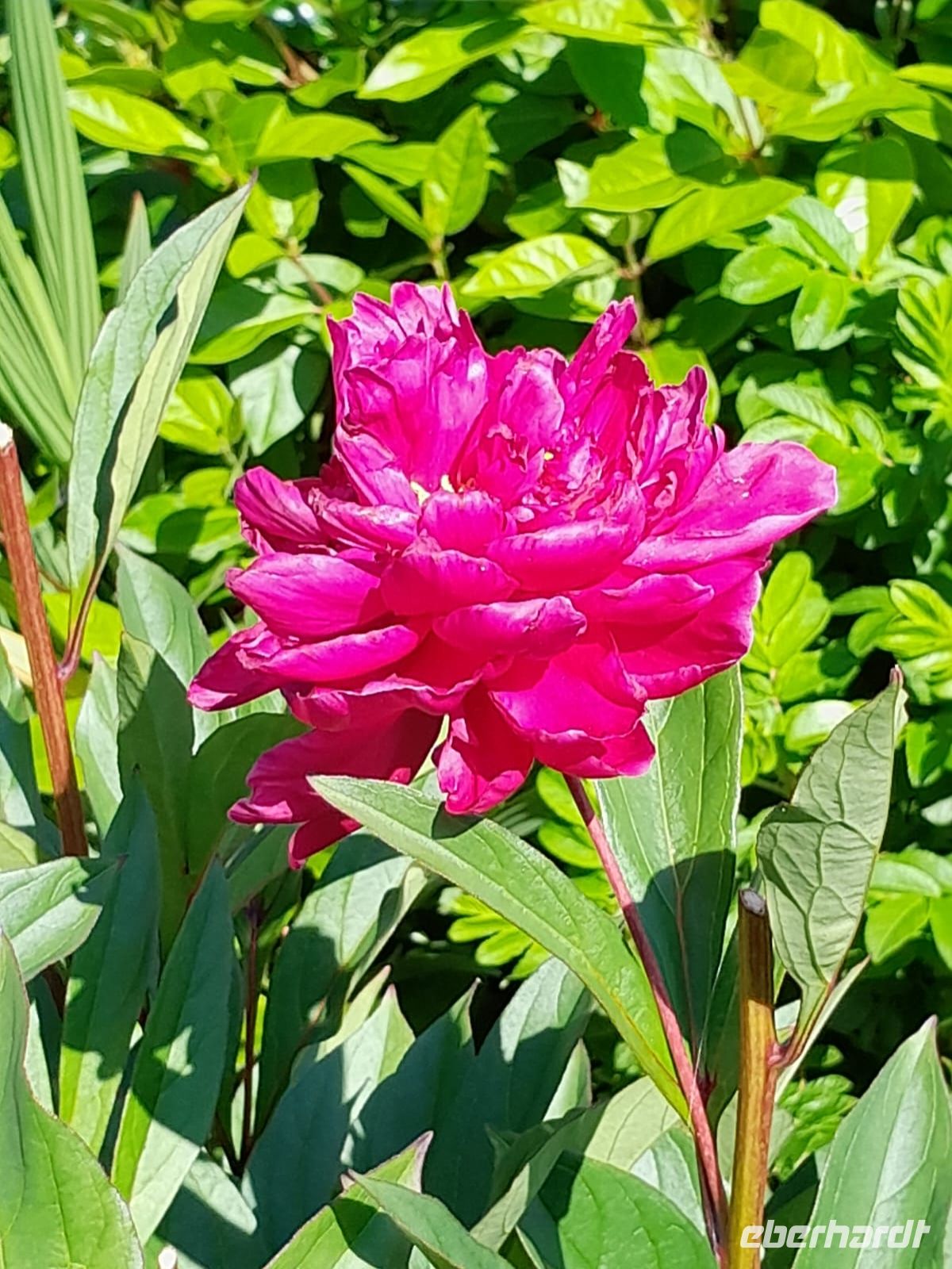 tag 10 Kilkenny Gardens 3.jpg