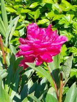 tag 10 Kilkenny Gardens 3.jpg