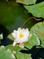 Tag 10 Kilkenny Gardens Seerose.jpg