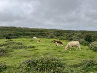 6. Tag – Ausflug auf die Aran Islands – Wandern auf Inishmore