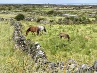 6. Tag – Ausflug auf die Aran Islands – Wandern auf Inishmore