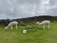 6. Tag – Ausflug auf die Aran Islands – Wandern auf Inishmore