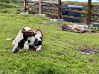 6. Tag – Ausflug auf die Aran Islands – Wandern auf Inishmore