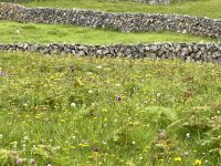 6. Tag – Ausflug auf die Aran Islands – Wandern auf Inishmore