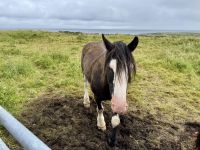 6. Tag – Ausflug auf die Aran Islands – Wandern auf Inishmore