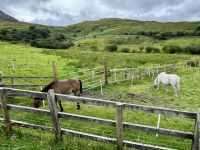 7. Tag – Leenaun bis Gort – Connemara-Ponys im Connemara-Nationalpark