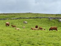 8. Tag – Klippen & Burren – Wanderung durch den Burren