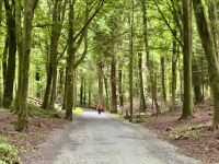 9. Tag – Gort bis Tralee – Wanderung in Coole Park
