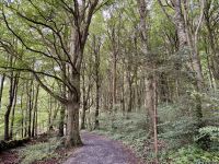 9. Tag – Gort bis Tralee – Wanderung in Coole Park