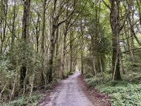 9. Tag – Gort bis Tralee – Wanderung in Coole Park