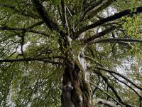 9. Tag – Gort bis Tralee – Wanderung in Coole Park – Autograph Tree