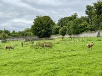 9. Tag – Gort bis Tralee – Wanderung in Coole Park – Rotwild