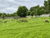 9. Tag – Gort bis Tralee – Wanderung in Coole Park – Rotwild