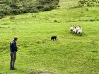 10. Tag – Ring of Kerry – Besuch bei Schäfer Tom und seinen Border Collies