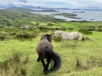 10. Tag – Ring of Kerry – Zusatzwanderung vom Scariff Inn zum Derrynane Beach