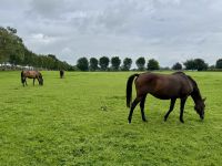 11. Tag – Tralee bis Newtownmountkennedy – Besuch auf dem Irischen Nationalgestüt