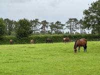11. Tag – Tralee bis Newtownmountkennedy – Besuch auf dem Irischen Nationalgestüt