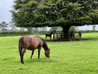 11. Tag – Tralee bis Newtownmountkennedy – Besuch auf dem Irischen Nationalgestüt