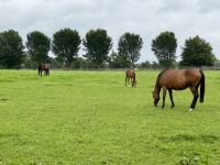 11. Tag – Tralee bis Newtownmountkennedy – Besuch auf dem Irischen Nationalgestüt
