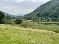 12. Tag – Tag in den Wicklow Mountains – Wandern im Tal von Glendalough – Schafe im Tal von Glendalough