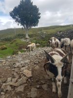 Schafe im Inagh Valley