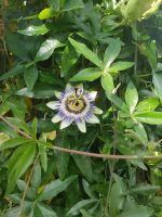 Gewächshaus beim Museum of County Life