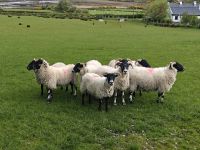 Atlantic Sheepdogs &ndash; &copy; Sinah Witzig (Eberhardt TRAVEL)
