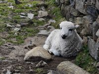 Connemara &ndash; &copy; Sinah Witzig (Eberhardt TRAVEL)