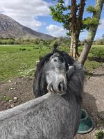 Connemara Ponys &ndash; &copy; Sinah Witzig (Eberhardt TRAVEL)