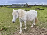 6. Tag: Ausflug auf die Aran Islands – Wandern auf Inishmore &ndash; &copy; Andreas Wolfsteller (Eberhardt TRAVEL)