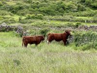 6. Tag: Ausflug auf die Aran Islands – Wandern auf Inishmore &ndash; &copy; Andreas Wolfsteller (Eberhardt TRAVEL)