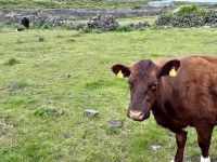 6. Tag: Ausflug auf die Aran Islands – Wandern auf Inishmore &ndash; &copy; Andreas Wolfsteller (Eberhardt TRAVEL)