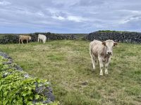 6. Tag: Ausflug auf die Aran Islands – Wandern auf Inishmore &ndash; &copy; Andreas Wolfsteller (Eberhardt TRAVEL)