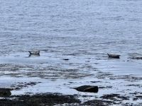 6. Tag: Ausflug auf die Aran Islands – Mittagspause an der Robbenkolonie &ndash; &copy; Andreas Wolfsteller (Eberhardt TRAVEL)