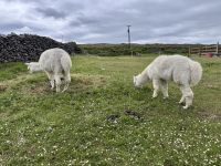 6. Tag: Ausflug auf die Aran Islands – Wandern auf Inishmore &ndash; &copy; Andreas Wolfsteller (Eberhardt TRAVEL)